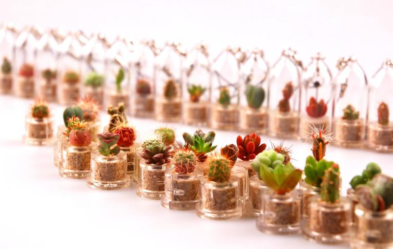 Assortiment de babyplantes - grand choix de mini plantes cactus